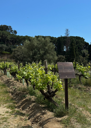 A vineyard row with green grapevines under a clear blue sky, with trees and shrubs in the background and a small wooden sign on a post in the foreground.