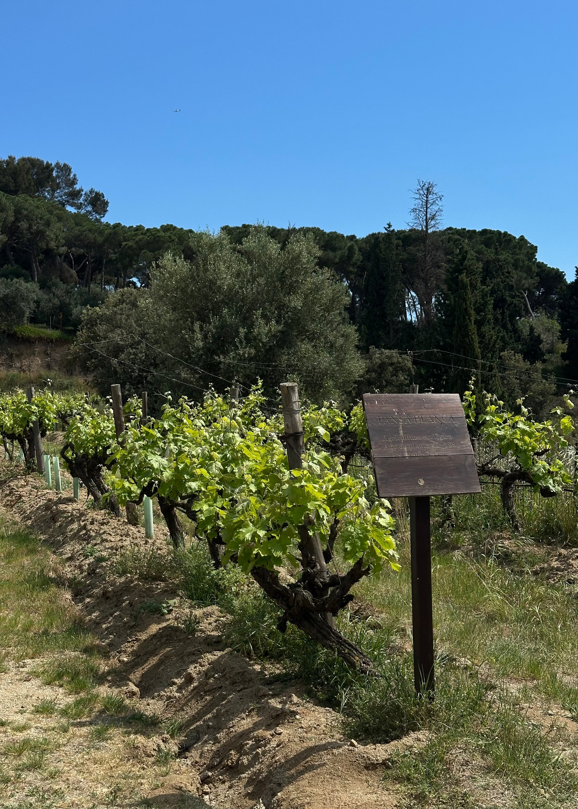 A vineyard row with green grapevines under a clear blue sky, with trees and shrubs in the background and a small wooden sign on a post in the foreground.